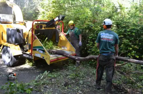 tree services Clio